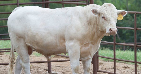 Bulls - Agricom Group Limited