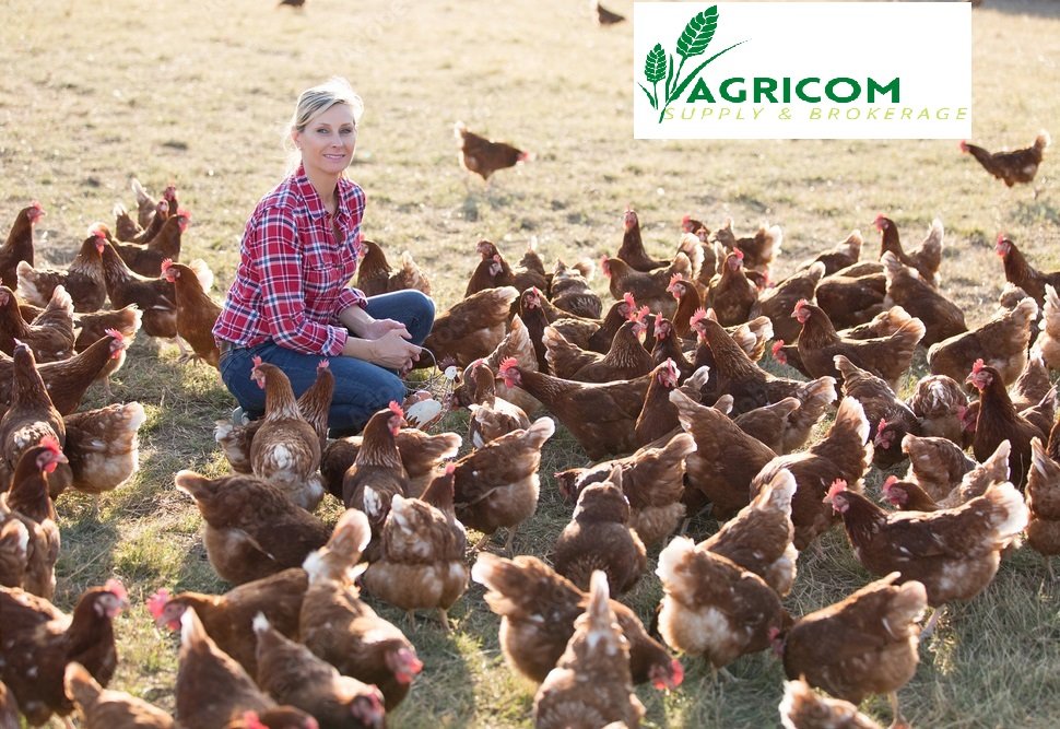Chicken - Agricom Group Limited