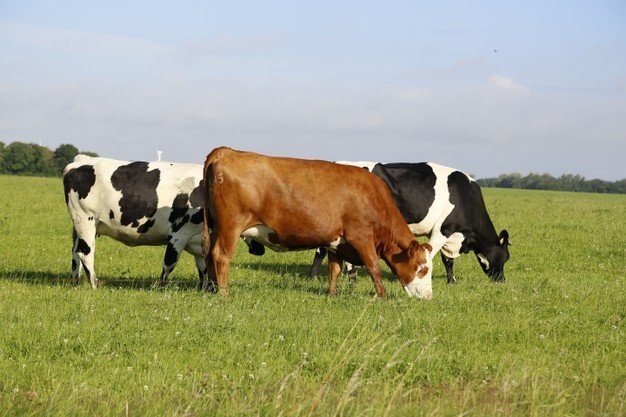 Cows - Agricom Group Limited