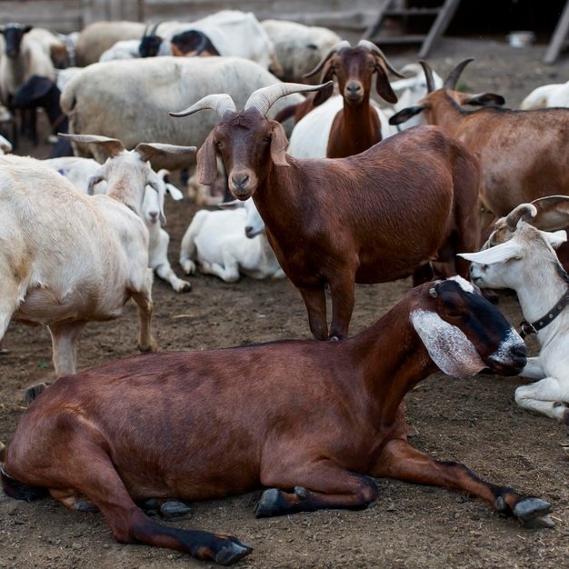 Goats - Agricom Group Limited