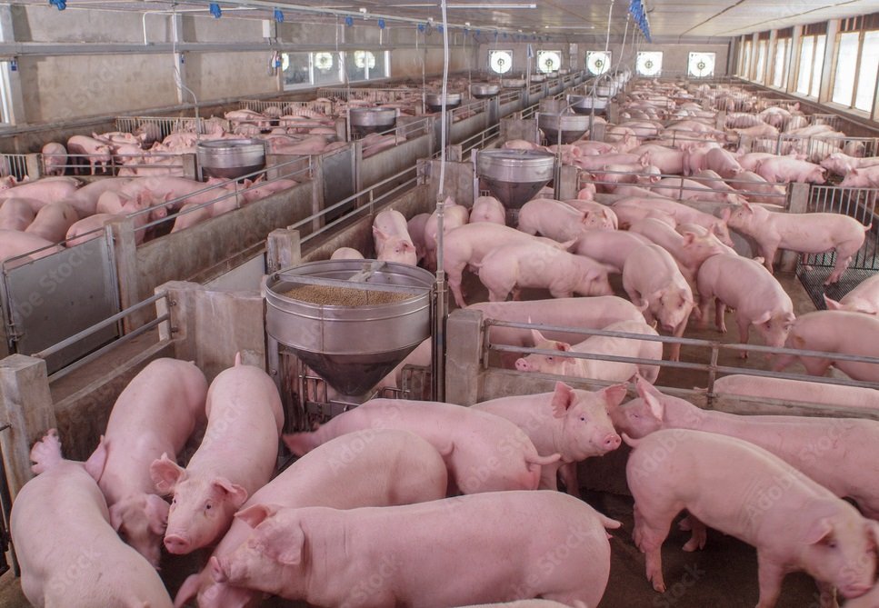 Pigs - Agricom Group Limited