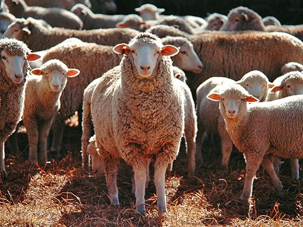 Sheep - Agricom Group Limited